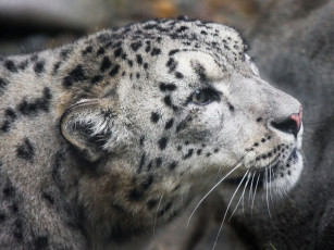 Картинка животные снежный барс ирбис