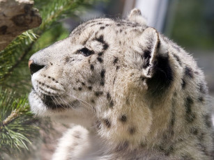 Картинка животные снежный барс ирбис