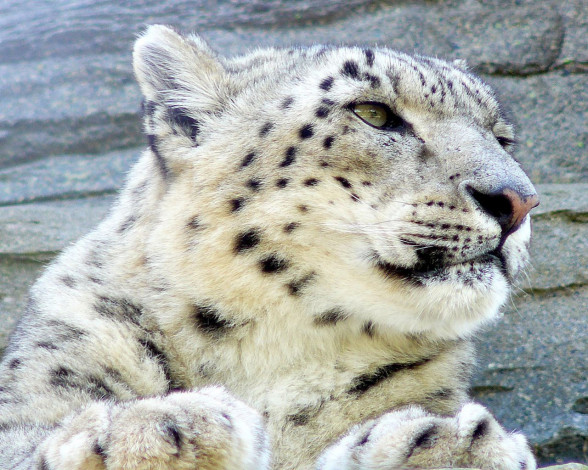 Обои картинки фото животные, снежный, барс, ирбис