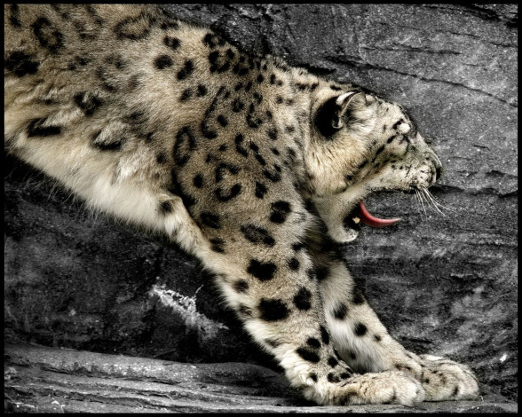 Обои картинки фото животные, снежный, барс, ирбис