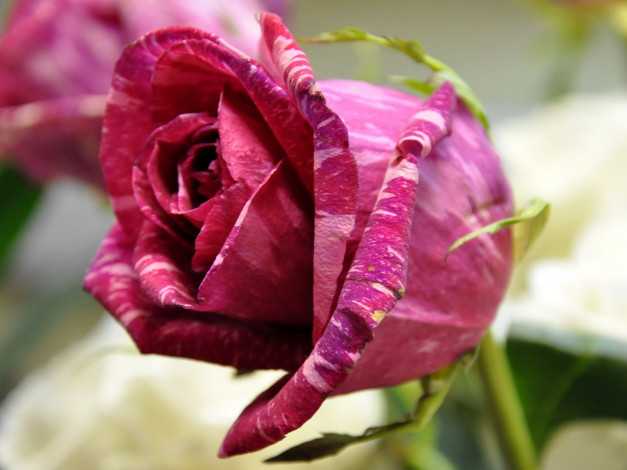 Обои картинки фото цветы, розы