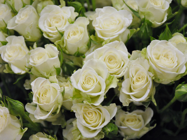 Обои картинки фото цветы, розы