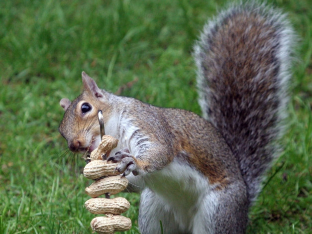 Обои картинки фото животные, белки