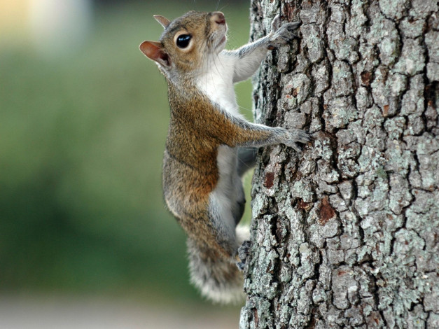 Обои картинки фото животные, белки