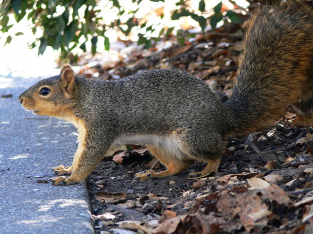 Обои картинки фото животные, белки