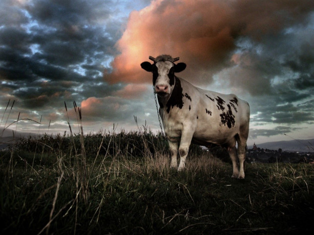 Обои картинки фото животные, коровы, буйволы