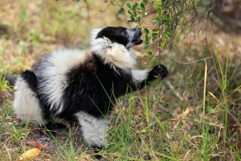 Картинка животные лемуры ветка зверек