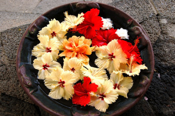 Картинка цветы гибискусы желтые красные кремовые