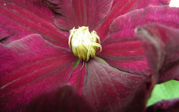 Картинка цветы клематис ломонос макро