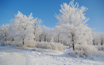 Картинка природа зима деревья снег