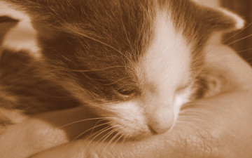 Картинка животные коты крупно