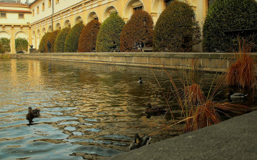 Картинка животные утки водоем