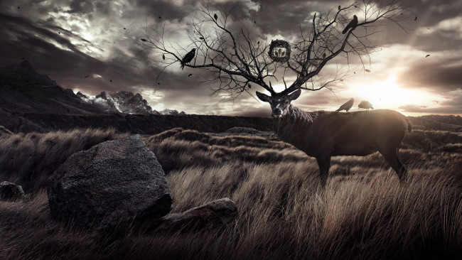 Обои картинки фото 3д, графика, animals, животные, олень, рога, птицы, камень