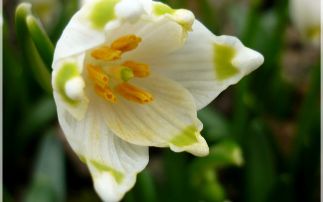 Обои картинки фото белоцветник, цветы, подснежники, крупно