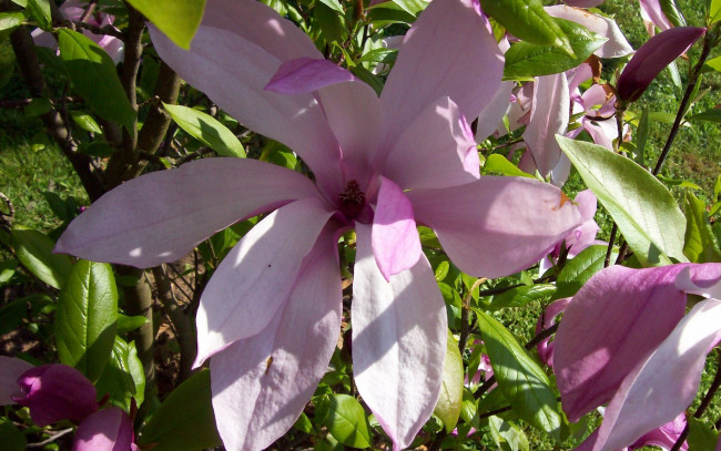 Обои картинки фото магнолия, цветы, магнолии, розовая