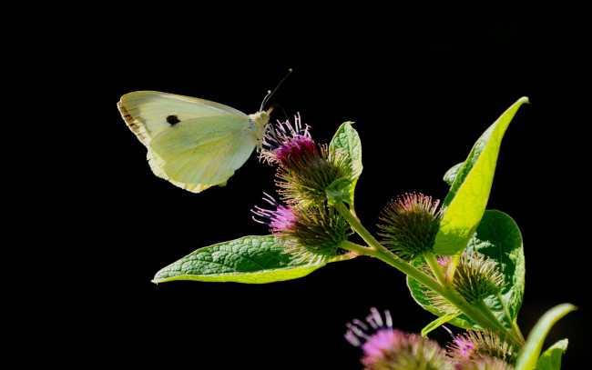 Обои картинки фото животные, бабочки, нектар, цветок