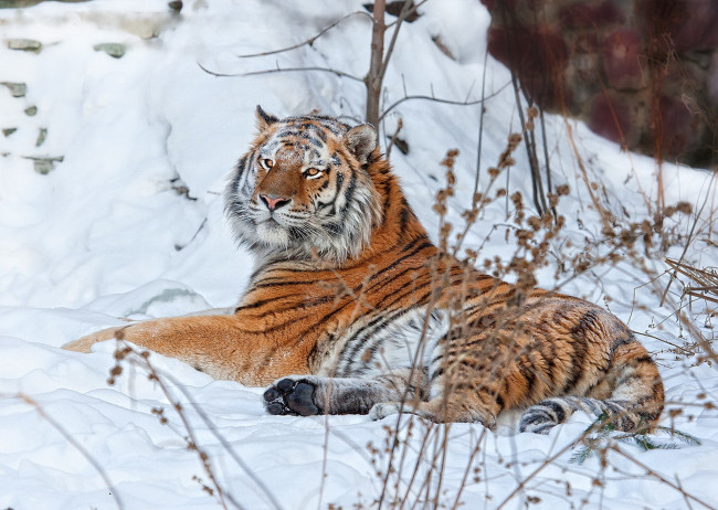 Обои картинки фото животные, тигры, тигр, снег