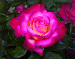 Картинка цветы розы роза листья алая