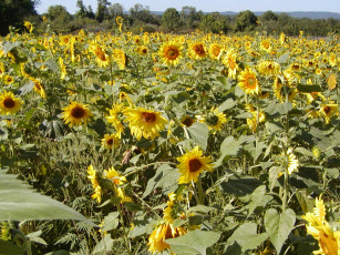 Картинка цветы подсолнухи