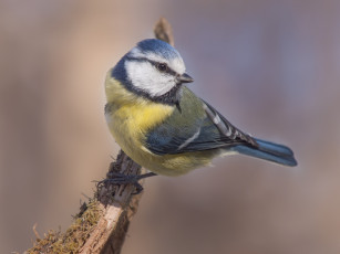Картинка животные синицы лазоревки птица сук