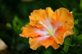 Картинка цветы гибискусы оранжевый