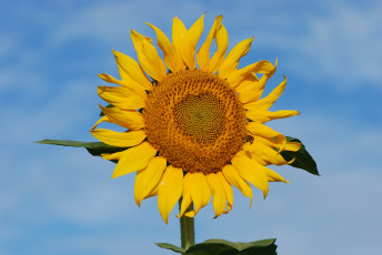 Картинка цветы подсолнухи подсолнух