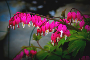 Картинка цветы дицентра разбитое сердце