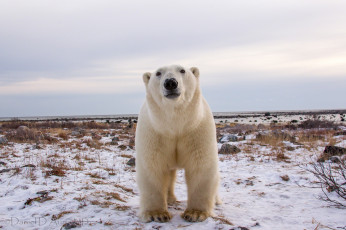 Картинка животные медведи белый медведь