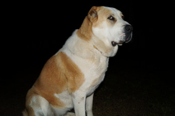 Картинка животные собаки алабай волкодав ночь