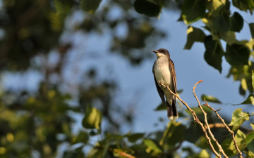 Картинка животные ласточки листья ветви дерево