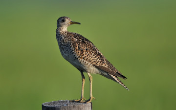 Картинка животные птицы длиннохвостый песочник пень upland sandpiper столб
