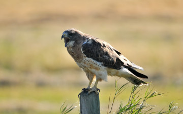 Картинка животные птицы хищники ястреб птица пень столб трава солнечно