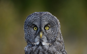 Картинка животные совы оперение зеленый сова птица фон