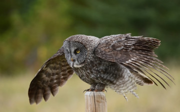 Картинка животные совы столб крылья great gray owl птица сова