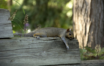 Картинка tired of gathering nuts животные белки бревно уставшая белка