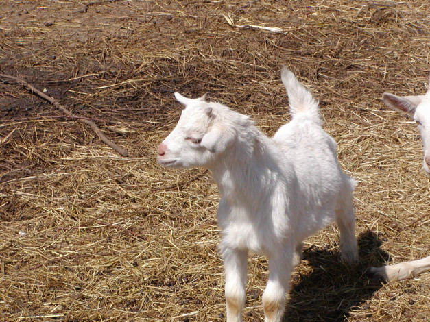 Обои картинки фото животные, козы, коза