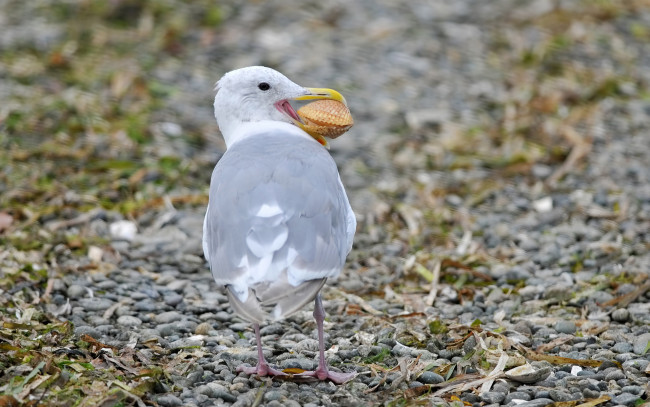 Обои картинки фото животные, Чайки, бакланы, крачки, чайка, ракушка