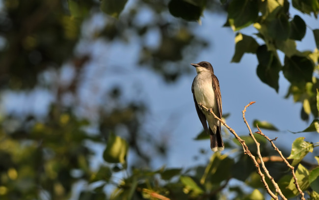 Обои картинки фото животные, ласточки, листья, ветви, дерево
