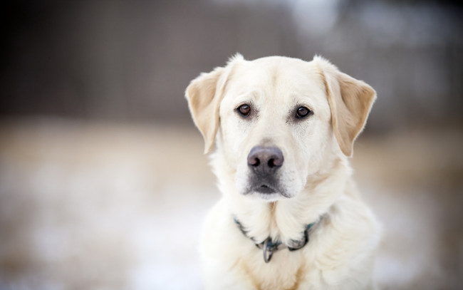 Обои картинки фото животные, собаки, собака