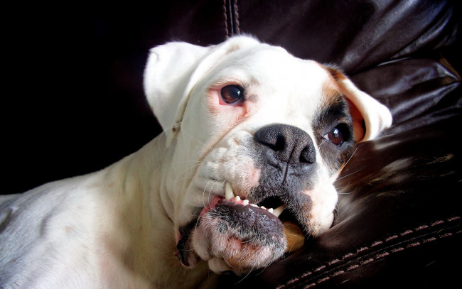 Обои картинки фото животные, собаки, собака, взгляд