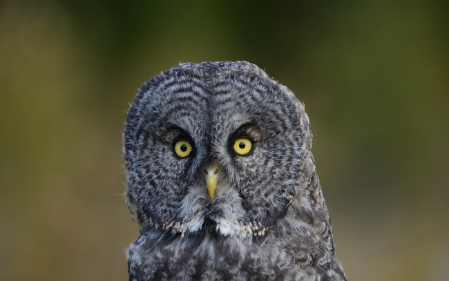 Обои картинки фото животные, совы, оперение, зеленый, сова, птица, фон
