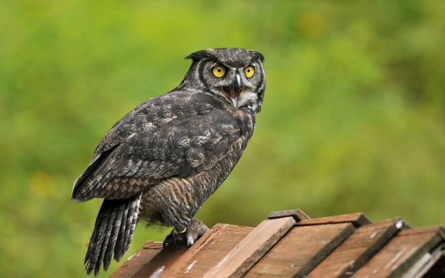 Обои картинки фото животные, совы, сова