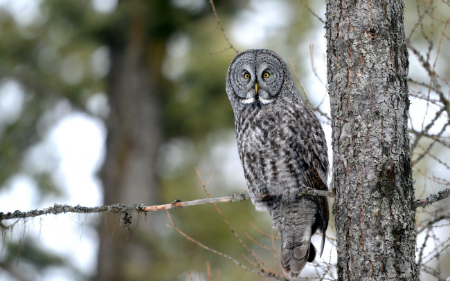 Обои картинки фото животные, совы, ветки, сова