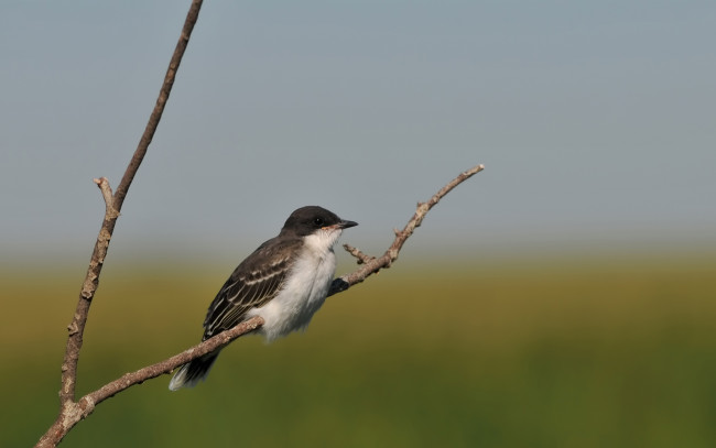 Обои картинки фото животные, воробьи, птица, ветка, фокус, размытость