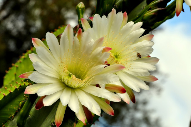 Обои картинки фото цветы, кактусы, белый