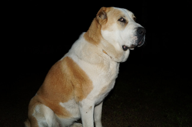 Обои картинки фото животные, собаки, алабай, волкодав, ночь