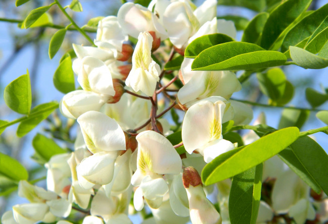 Обои картинки фото цветы, акация, белый