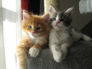 Картинка животные коты котята мейн-кун