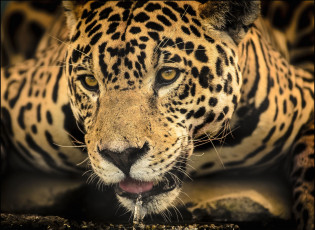 Картинка животные Ягуары мордашка