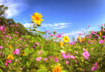 Картинка цветы разные+вместе подсолнухи космея